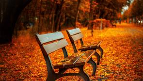 Vicky Ewan: Autumn leaves will be falling - will the spiders be invading?
