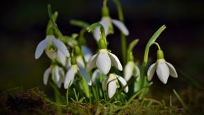 Pat Duke on Gardening: Don't forget snowdrops and hyacinths for your spring bulbs