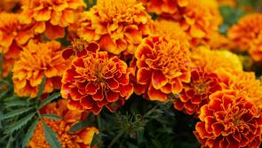 Gardening: Time to take advantage of sowing window before it closes