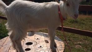 Animal centre launches cash appeal to improve its touch of magic