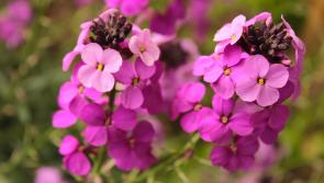 Thanks, Edward, for your all-year round wallflower