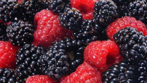 Gardening: Therapeutic mix of bright coloured berries and autumn sunshine