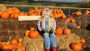 Scarecrows taking over Occombe Farm
