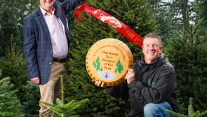 Dartmoor farm to deliver Downing Street Christmas tree