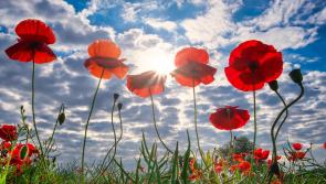 Here's your chance to Remember them