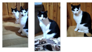 Lottery celebrations for cat charity fan 