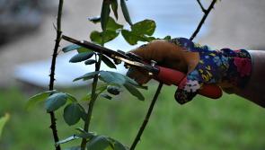 Gardening: It's time to embrace the protection racket