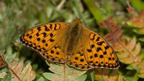Conservationists throw a lifeline to some of our rarest butterflies
