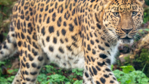 World's rarest cat finds new home at zoo