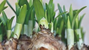Stay indoors and get potting for next spring