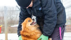 Help animals through winter