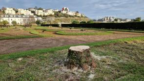 'We're sorry' message after Torquay seafront palm trees axed