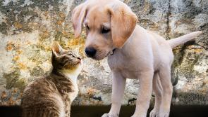Vicky Ewan: First steps to becoming a pet-owning family