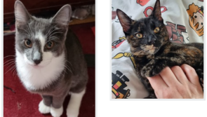 Animal welfare charity's volunteer team dismayed after collecting tin full of vital donations is stolen