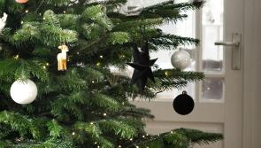 Chance to recycle your Christmas tree - and raise money for Rowcroft
