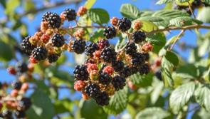 Enjoy planning your new year in the garden