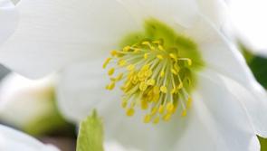 Gardening with Pat Duke: Which flowers work well in your winter bed and more