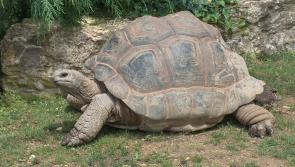 Seven giant tortoises found dead in Devon woodland