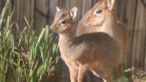 Paignton Zoo welcomes adorable new arrival