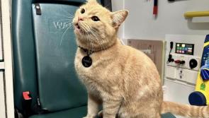Torquay's most famous cat goes missing
