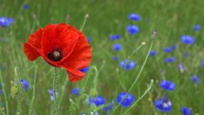 Gardening with Pat Duke 