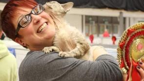 Bideford resident's Devon Rex cat achieves pinnacle title in UK cat shows