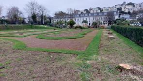Investigation launched into Torbay Christmas palm tree ‘massacre’
