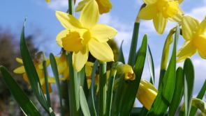 Gardening with Pat Duke: 'Time for daffodils'