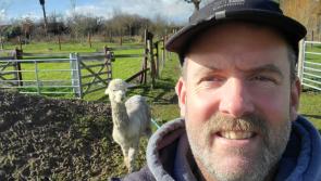 Bovey Tracey man rescues alpaca trapped in fence