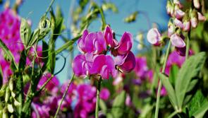 Gardening with Pat Duke