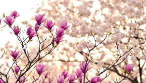 Stephen Coombes captures the slow arrival of Spring in Devon