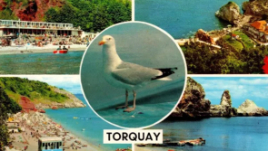 The swan, the gull and the spirit of Torquay