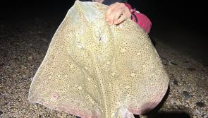 Halo is out for South Devon anglers