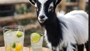 Unique event at Pennywell Farm this weekend