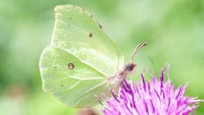 Early signs of spring becoming the new norm, says the Woodland Trust