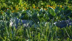 Gardening with Pat Duke: Lets spring into action and think about disrupting the status quo
