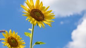 Light relief: It's time to enjoy the perfect antidote to modern life
