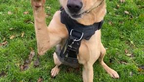 Labrador-cross Otis is still in in rescue after two years