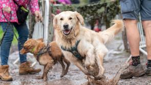 Devon's mutts get muddy for Animals in Distress