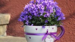 Pat Duke: Forget the rain and seize the moment to plan your planting