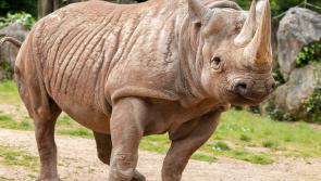 Paignton Zoo's famous rhino dies