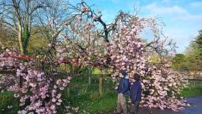 Paignton Zoo staff ‘devastated’ after loss of iconic tree
