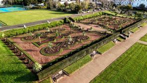 Torquay palm trees ‘car crash’ failures exposed