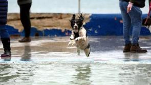 Soggy doggy fundraiser for Shoalstone Pool