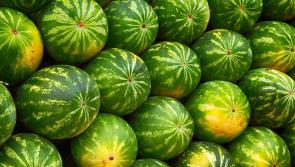 Branch out! Try growing different vegetables