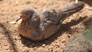 ‘Extinct’ bird hatches at Paignton Zoo