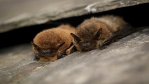 Devon charity wants ‘bat detectives’ for nighttime investigation