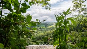 Rediscovering Canonteign Falls