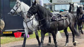 A naturally inspiring tour of the Devon County Show with photographer Stephen Coombes 