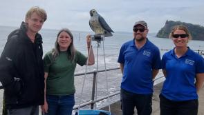 RoboBird sent to protect Teignmouth’s bathing water